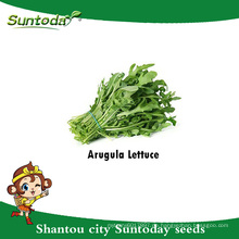Suntoday Asian Gemüse F1 Bio Garten Rucola Argula Salat Lactuca Sativa Samen (32004)
